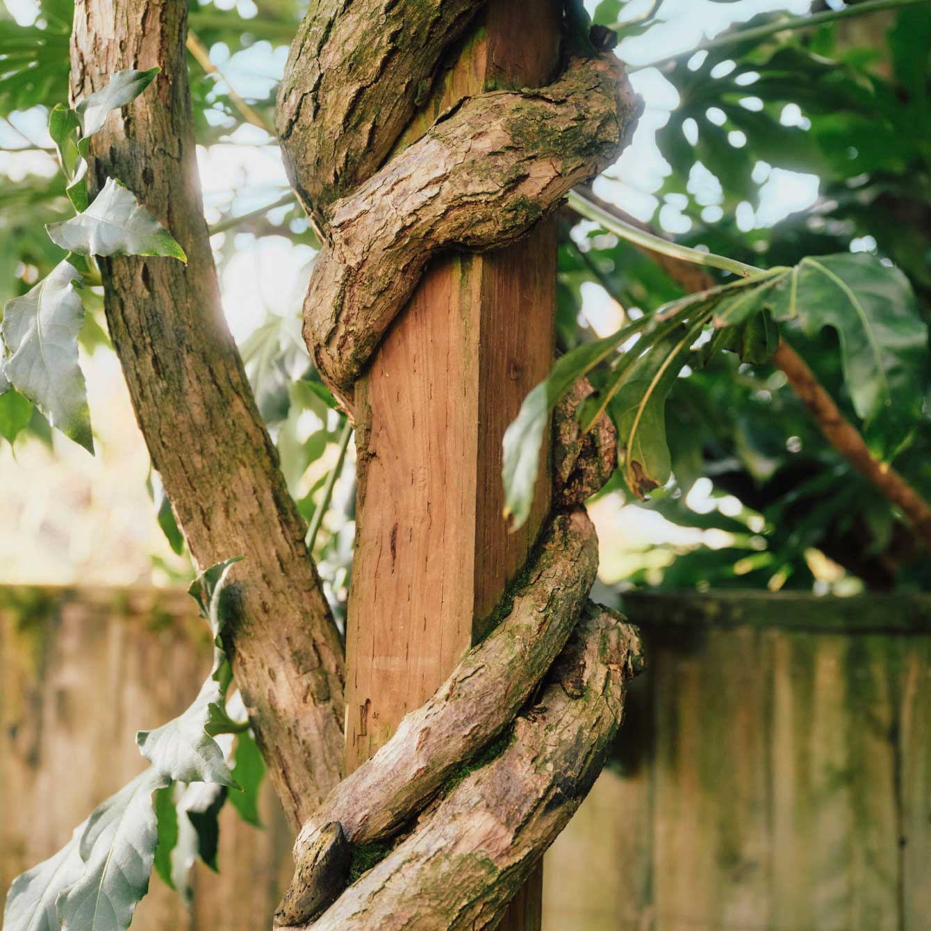 Vines wrap around a porch to symbolize ongoing financial planning
